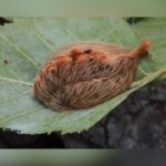 Venomous ‘Asp’ Caterpillars Abundant In Texas This Fall