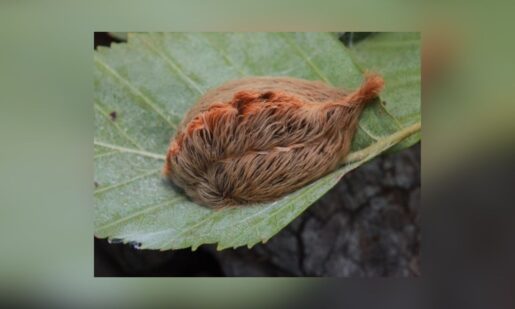 Venomous ‘Asp’ Caterpillars Abundant In Texas This Fall