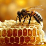 Sweetest Comeback Ever: Texas Beekeepers Celebrate Their Best Honey Harvest In Years