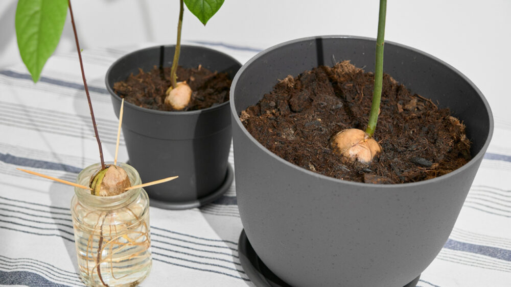 Hass Avocado Pit To Houseplant: Simple Water-and-Toothpick Trick That Works