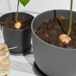 Hass Avocado Pit To Houseplant: Simple Water-and-Toothpick Trick That Works