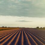 Trump Eases Tariffs On Key Agricultural Imports Amid Trade Negotiations