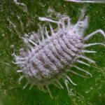 Invasive Pasture Mealybug Threatens Texas Grazing Lands