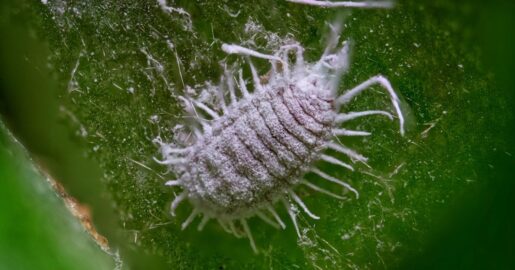 Invasive Pasture Mealybug Threatens Texas Grazing Lands