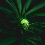 Exclusive: Texas’ Medical Cannabis Program Exists — So Why Don’t Patients Hear About It?