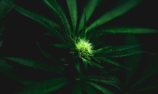 Exclusive: Texas’ Medical Cannabis Program Exists — So Why Don’t Patients Hear About It?