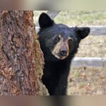 Uninvited Guest: California Wildfires Drive Bear Into Altadena Crawl Space