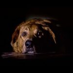 Ring In 2026 With Wagging Tails: Calm Anxious Pups At Dallas Shelter