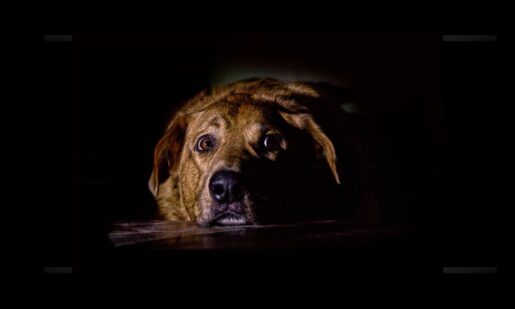Ring In 2026 With Wagging Tails: Calm Anxious Pups At Dallas Shelter