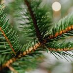 Where To Dispose Of Christmas Trees In DFW Metroplex