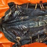 Creepy Cargo Caught By Customs Officials In Chicago