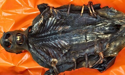 Creepy Cargo Caught By Customs Officials In Chicago