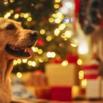 Paws & Claus: Dallas Animal Services Launches Holiday Pet Adoption, Foster Events