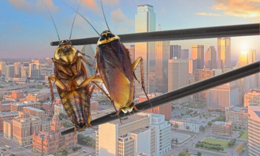 Stained In The City: Dead Roaches And Dirty Hands – Dallas’ Worst Health Inspection Scores Revealed