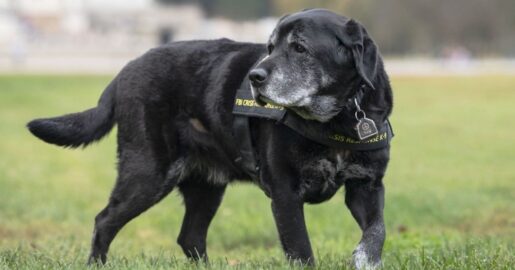 FBI Crisis Response Dog Gio Retires After Comforting Uvalde Families