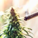 Texas Hemp In 2026: Budding Hope Or Going To Pot?