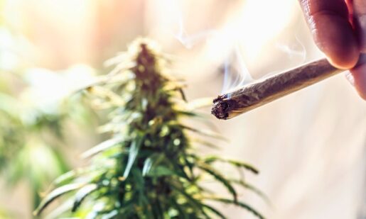 Texas Hemp In 2026: Budding Hope Or Going To Pot?