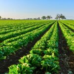 USDA Launches $700M Regenerative Farming Initiative