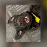 TSA Unleashes 2026 Canine Calendar: Meet TSA’s Top Explosives Detection Dogs