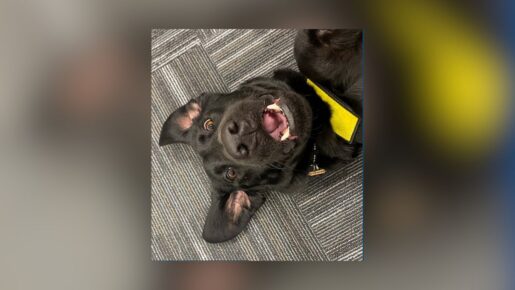 TSA Unleashes 2026 Canine Calendar: Meet TSA’s Top Explosives Detection Dogs