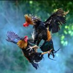 Amarillo Cockfighting: Illegal Alien From Mexico Faces 11 Months, Deportation