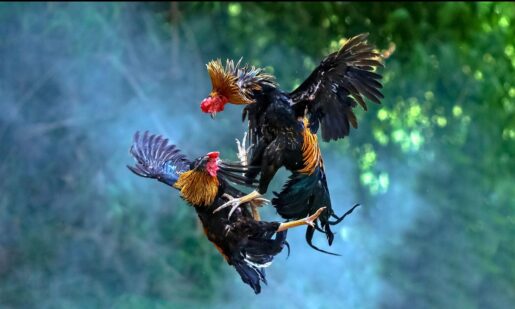 Amarillo Cockfighting: Illegal Alien From Mexico Faces 11 Months, Deportation