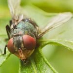 Texas Launches Free New World Screwworm Inspector Training – Enroll Now