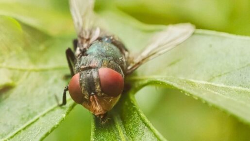 Federal Agencies Simulate Screwworm Outbreak To Protect U.S. Food Supply