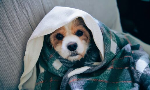Dallas Animal Services Asks Residents To Foster Pets During Winter Storm