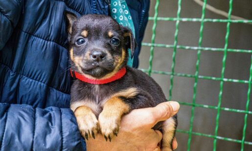 Snuggle, Shop & Adopt – Dallas Animal Services Holds Two Events Saturday, January 17
