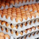Egg On Their Face: AG Paxton Makes Cal-Maine Donate 2M+ Eggs Statewide