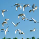 They’re Coming! Fort Worth Preps Residents For Egret Season