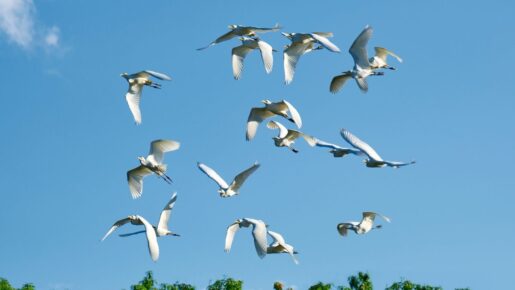 They’re Coming! Fort Worth Preps Residents For Egret Season