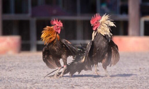 Garland Couple Pleads Guilty To Smuggling $2.4M In Illegal Pesticides And Vet Drugs From Mexico