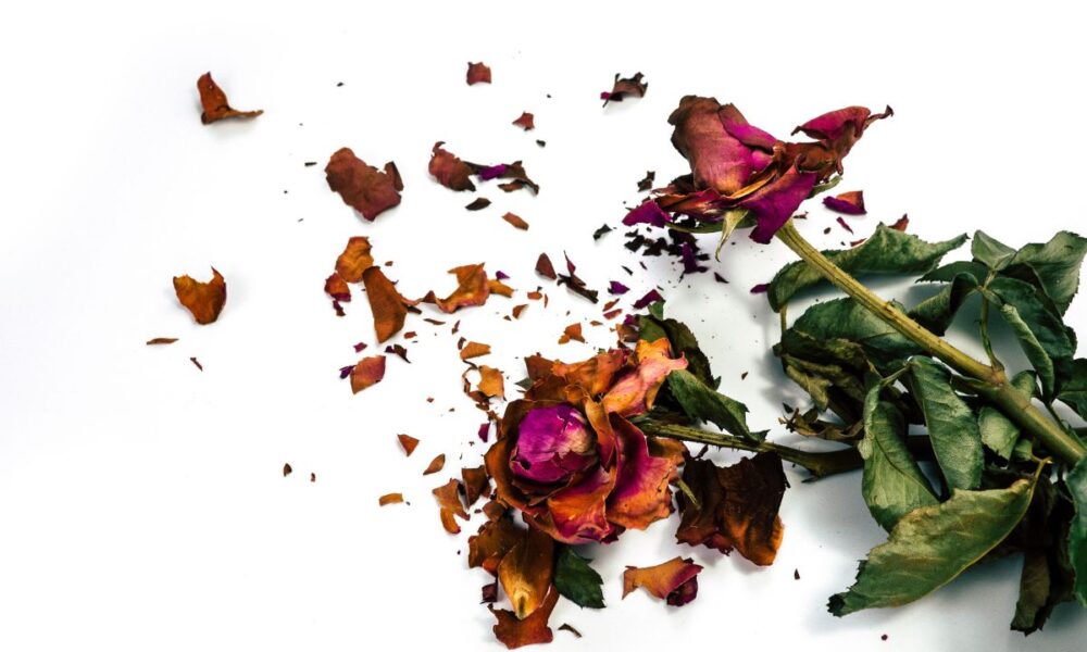 Keep Your Hundred Flowers In New York: Texas Isn’t Blooming For Socialism