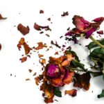 Keep Your Hundred Flowers In New York: Texas Isn’t Blooming For Socialism