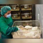 Liver-Targeted mRNA Restores Youthful Immunity, Boosts Vaccines And Cancer Fight In Aged Mice