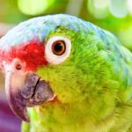Feathered Felons Foiled: Laredo Officers Uncover Hidden Parrot Plot In GMC Denali