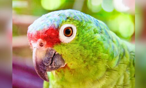 Feathered Felons Foiled: Laredo Officers Uncover Hidden Parrot Plot In GMC Denali