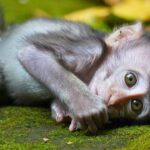 Monkey Torture Ring: Feds Sentence Man To Prison For Commissioning Gruesome Animal Crush Videos