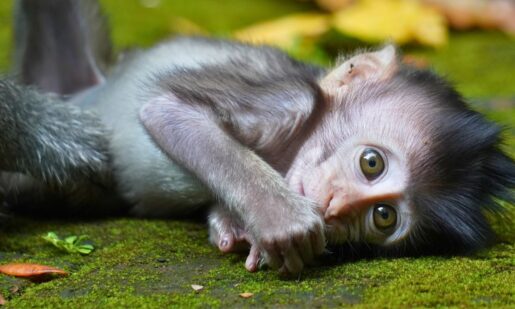 Monkey Torture Ring: Feds Sentence Man To Prison For Commissioning Gruesome Animal Crush Videos