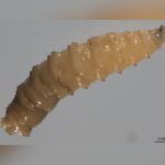 Texas Issues Disaster Declaration As Flesh-Eating Parasite Nears Border