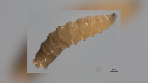 Texas Issues Disaster Declaration As Flesh-Eating Parasite Nears Border