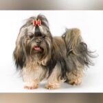 American Kennel Club Adds Trio Of Unique Breeds, Bringing Total To 205 In 2026