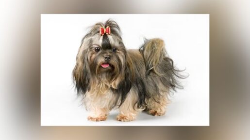 American Kennel Club Adds Trio Of Unique Breeds, Bringing Total To 205 In 2026