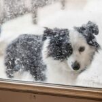 Texas Cold Snap: Protect Your Pets