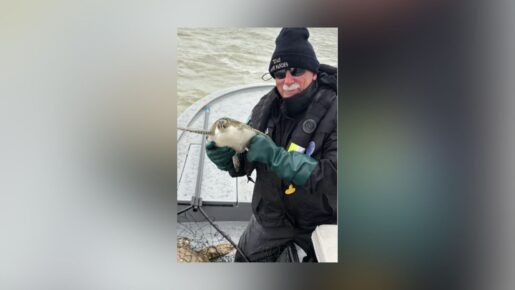 Texas Volunteers Race To Save Cold-Stunned Sea Turtles Before It’s Too Late