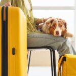 When ‘Plus-One’ Means Four Paws: The Rise Of Pet-Friendly Travel