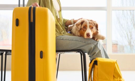 When ‘Plus-One’ Means Four Paws: The Rise Of Pet-Friendly Travel