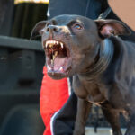 Woman Hospitalized After Pit Bull Attack In Oak Cliff